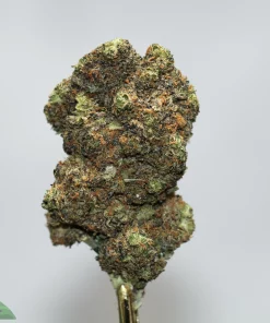 Close-up of a cannabis bud with green hues, frosty trichomes, and orange hairs against a light gray background, showing dense resin.