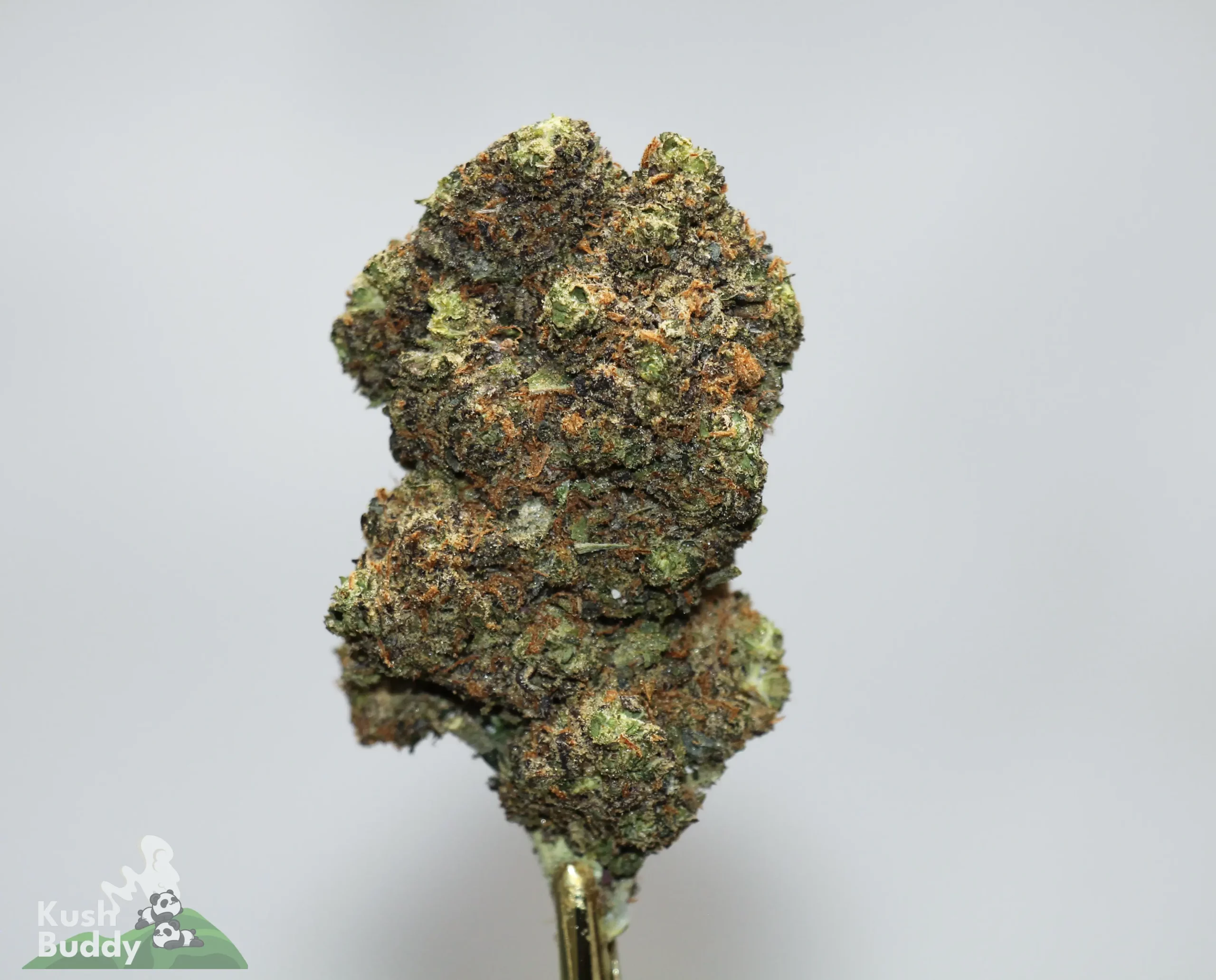 Close-up of a cannabis bud with green hues, frosty trichomes, and orange hairs against a light gray background, showing dense resin.
