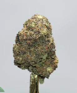 Close-up of a cannabis bud with frosty trichomes and green-purple hues against a light background, on a stem.