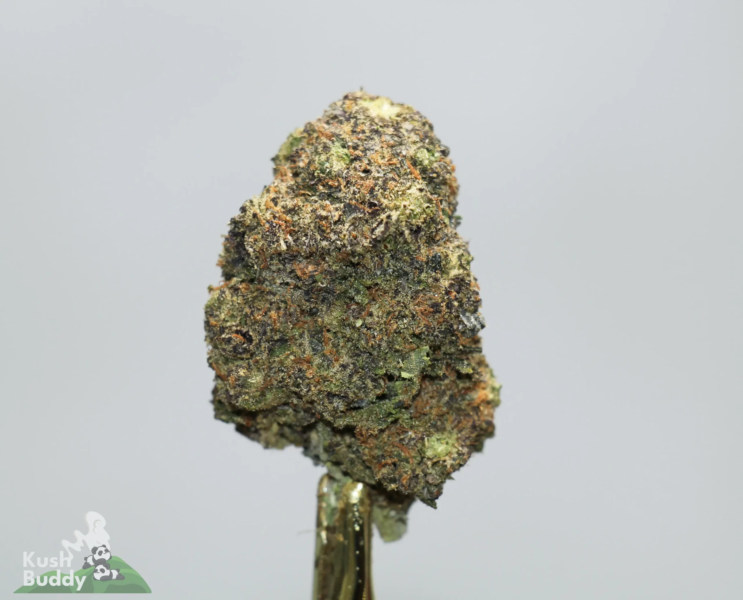 Close-up of a cannabis bud with frosty trichomes and green-purple hues against a light background, on a stem.
