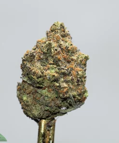 Close-up of a cannabis bud with frosty trichomes, orange hairs, and green leaflets against a gray background.