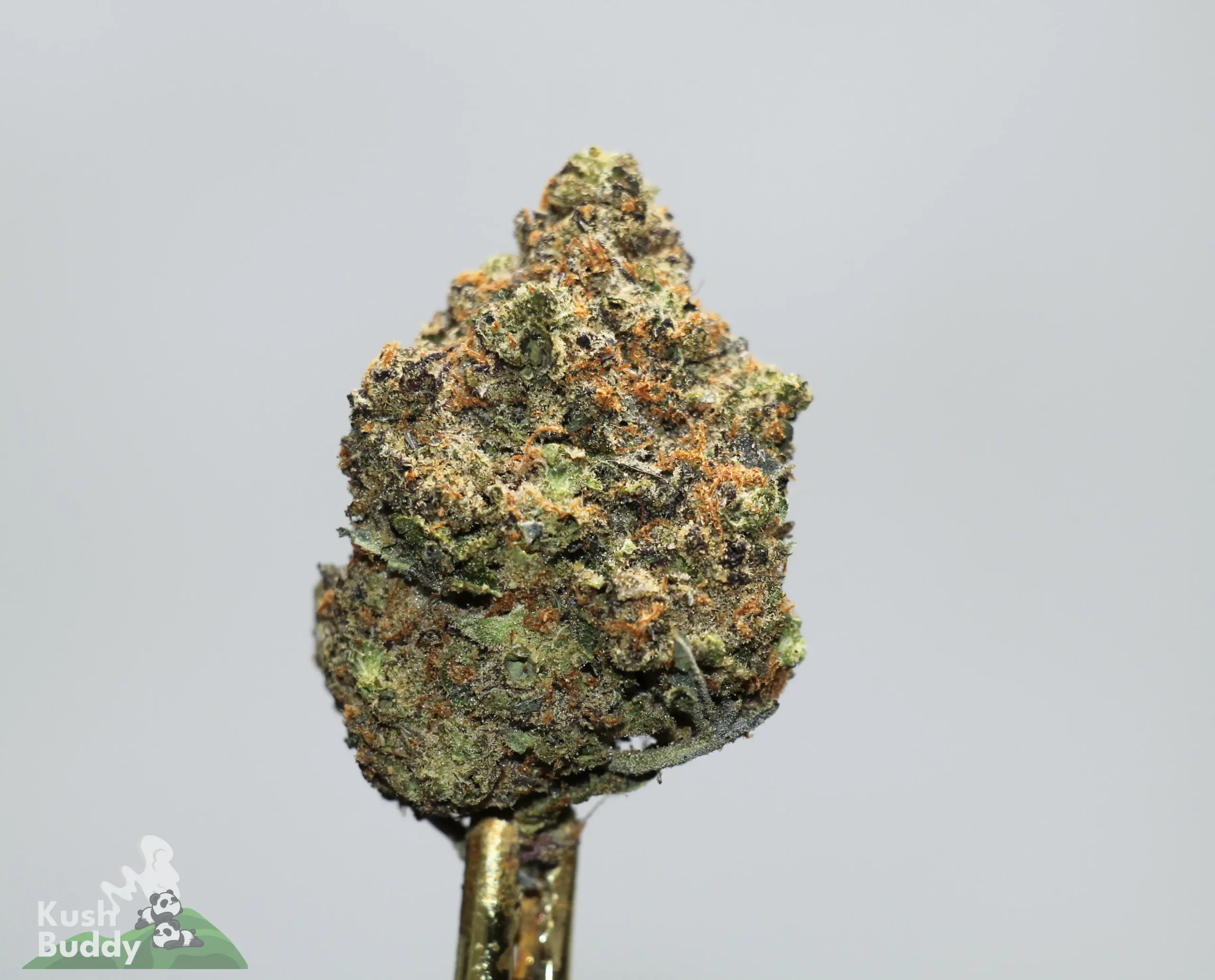 Close-up of a cannabis bud with frosty trichomes, orange hairs, and green leaflets against a gray background.