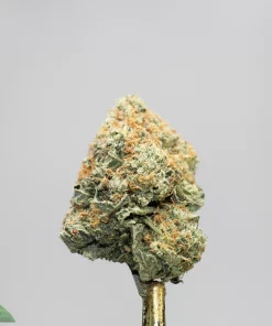Close-up of a frosty cannabis bud with orange hairs on a stem, against a gray background.