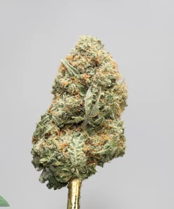 Close-up of a frosty cannabis bud with orange pistils on a stem against a gray background. Watermark reads ‘Kush Buddy’ in the bottom-left.