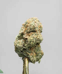 Close-up of a frosted cannabis bud on a gold spoon with orange hairs against a gray background.