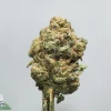 Close-up of a frosty cannabis bud with green, orange hairs and trichomes on a pale background.