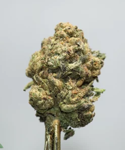 Close-up of a frosty cannabis bud with green, orange hairs and trichomes on a pale background.