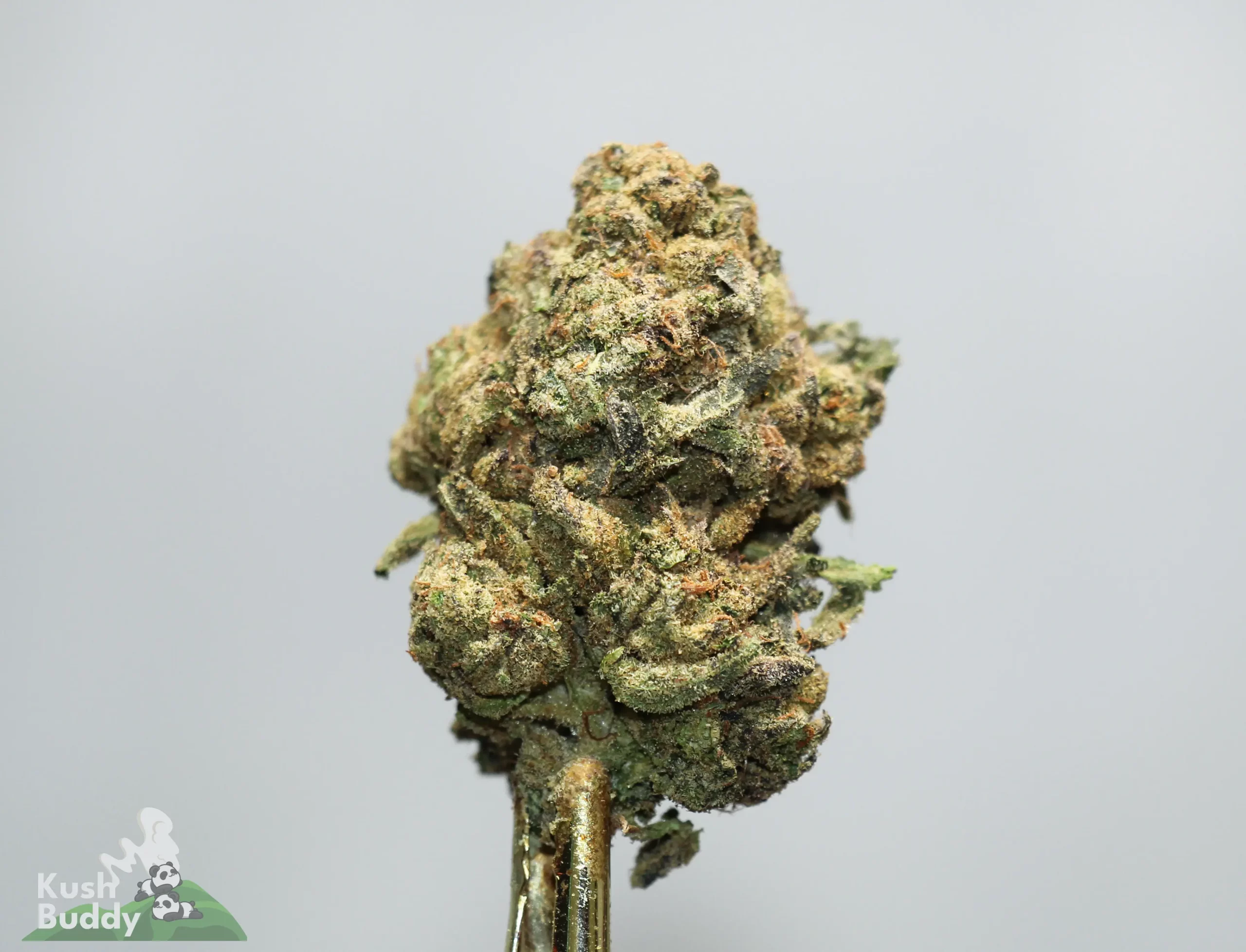 Close-up of a frosty cannabis bud with green, orange hairs and trichomes on a pale background.