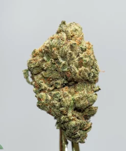 Close-up of a dense cannabis bud with orange hairs and frosty trichomes against a light gray background (Kush Buddy watermark).