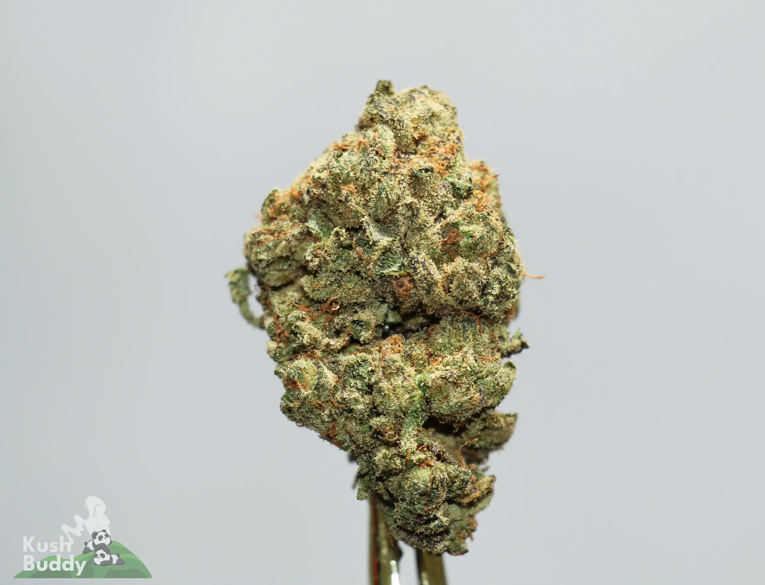 Close-up of a dense cannabis bud with orange hairs and frosty trichomes against a light gray background (Kush Buddy watermark).