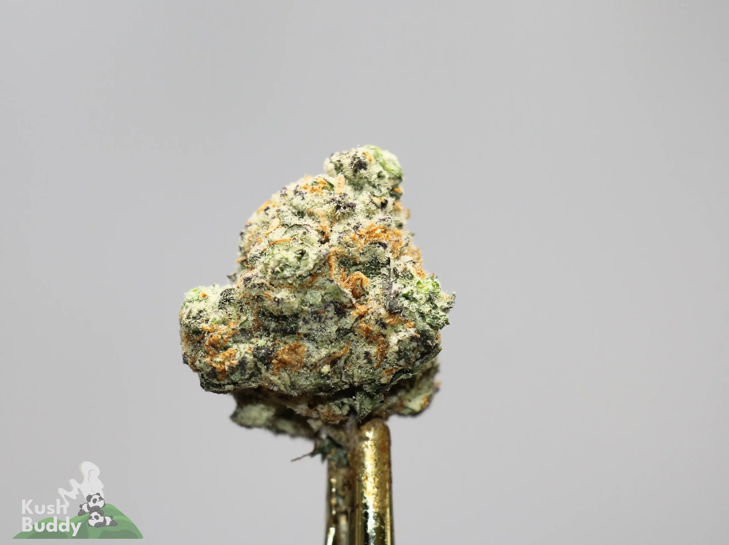 Close-up of a frosty cannabis bud with orange hairs on a metallic stem against a gray background, brand watermark bottom left.