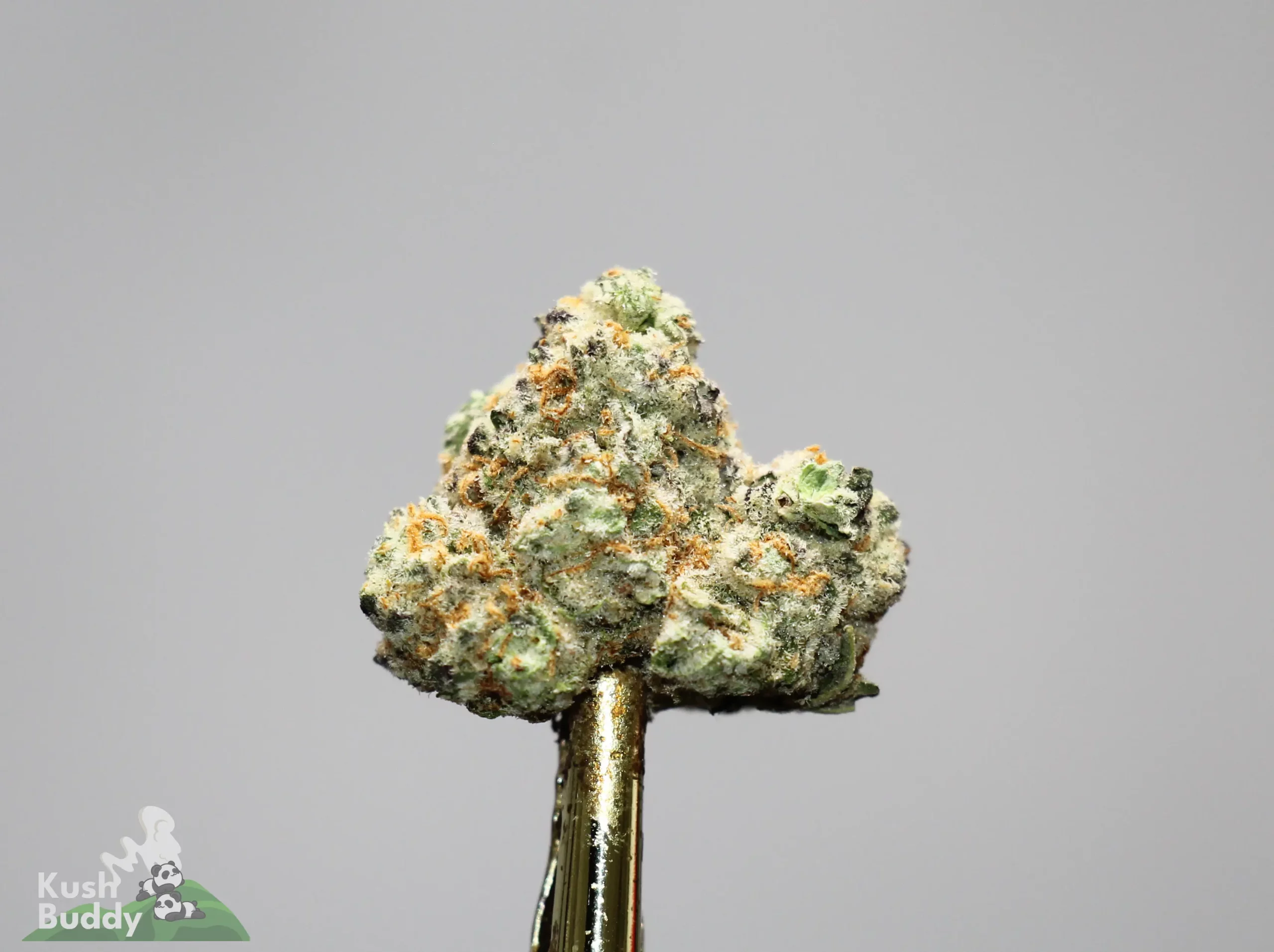Close-up of a frosty cannabis bud on a gold stem, with a Kush Buddy watermark in the corner.