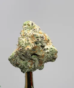 Close-up of a frosty cannabis bud with green and orange hairs, mounted on a stem against a gray background.