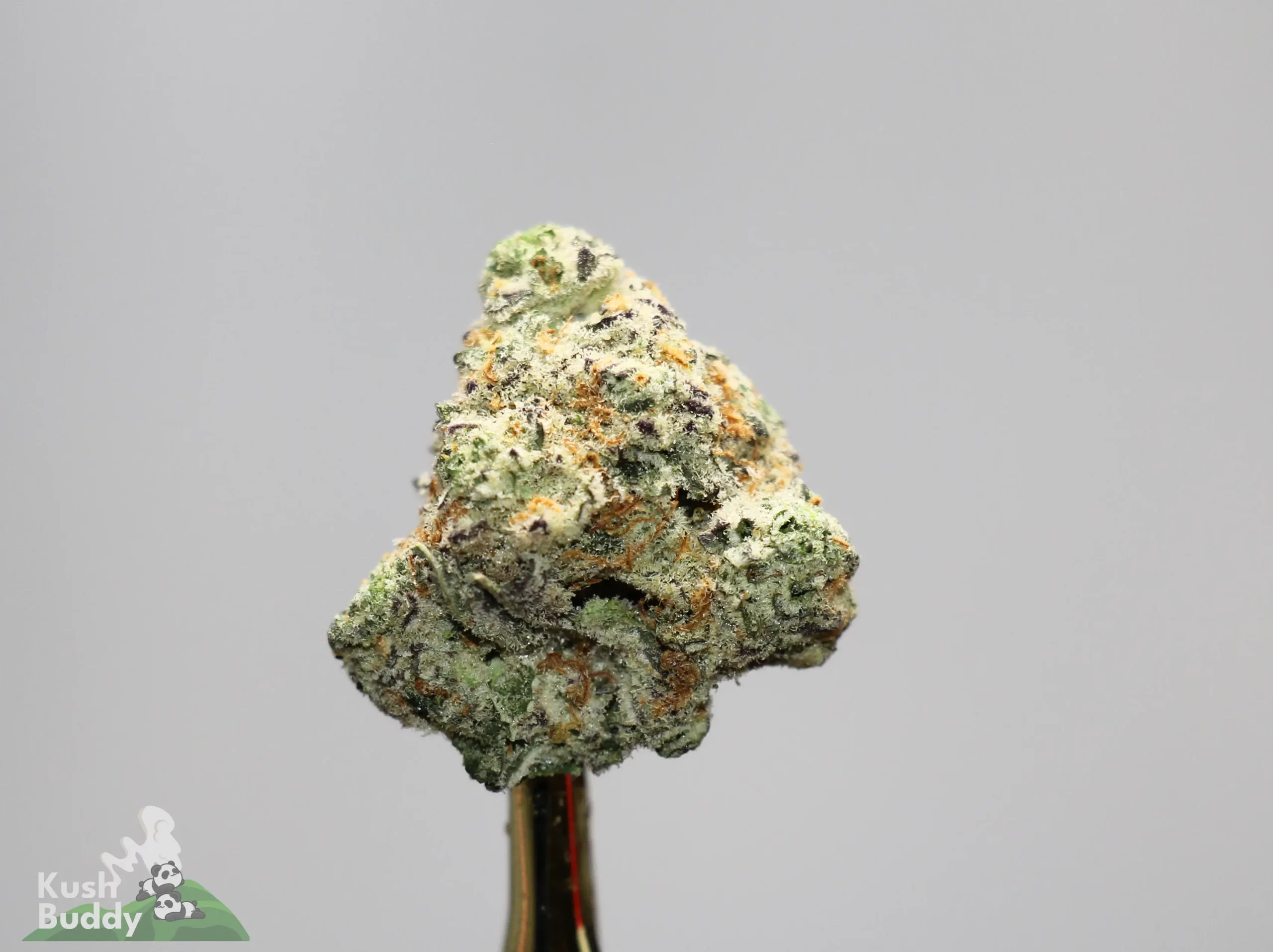 Close-up of a frosty cannabis bud with green and orange hairs, mounted on a stem against a gray background.