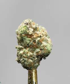 Close-up of a frosty cannabis bud with green and orange hairs on a shiny gold dab tool.