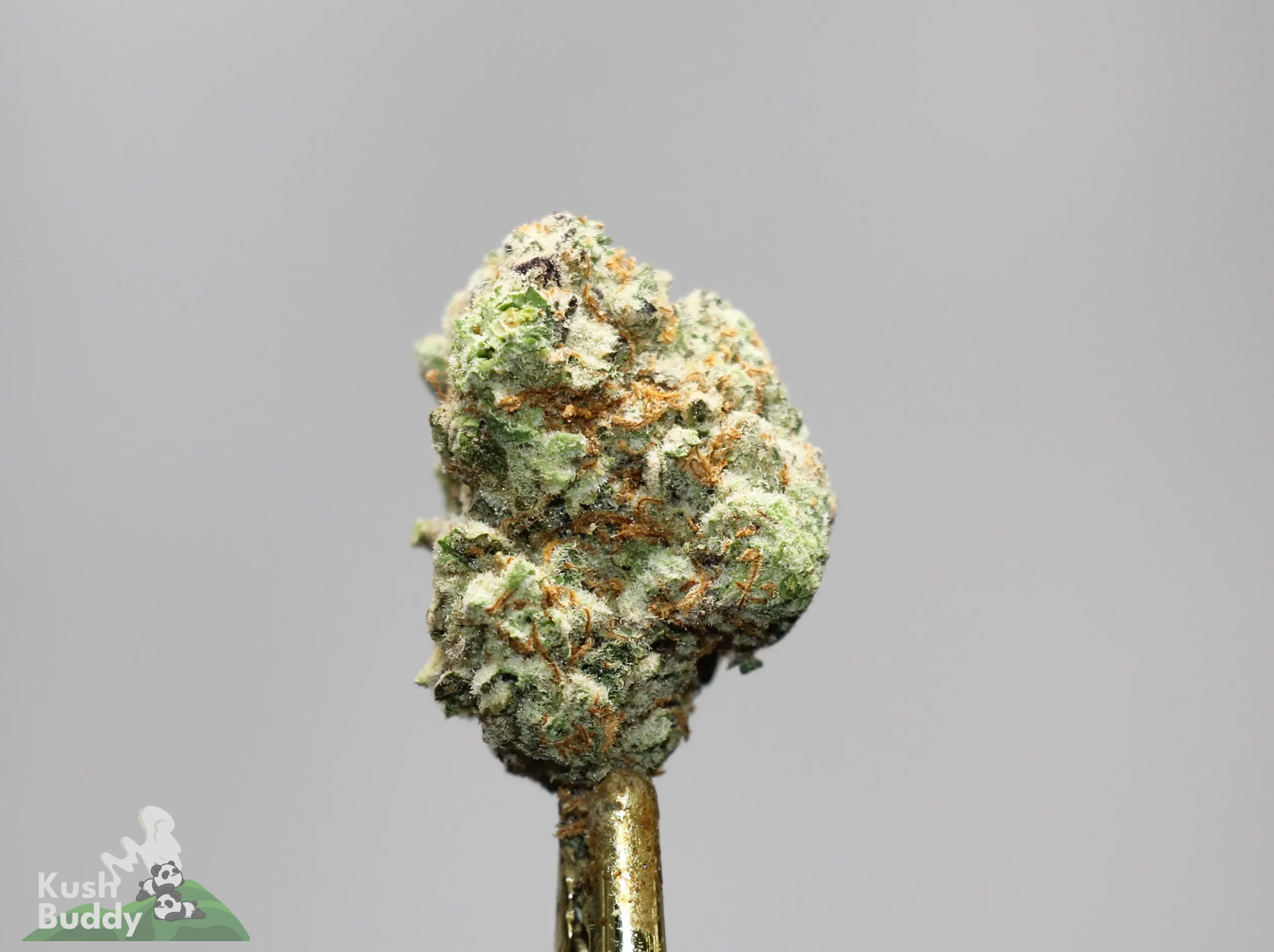 Close-up of a frosty cannabis bud with green and orange hairs on a shiny gold dab tool.
