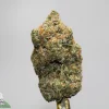 Close-up of a dense cannabis bud with frosty trichomes and orange pistils against a neutral background (brand watermark bottom left).