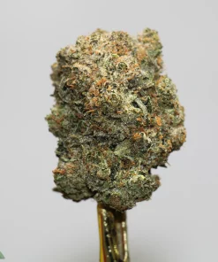 Close-up of a cannabis bud on a stem, showing green nugs with frosty crystals and orange pistils.