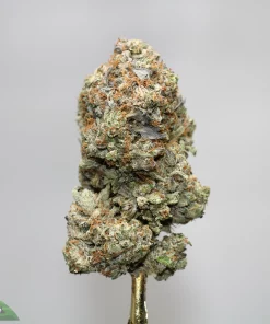 Close-up of a dense cannabis bud with frosty trichomes, green leaves, and orange pistils against a light gray background.