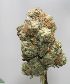 Close-up of a frosty cannabis bud with orange hairs against a light gray background.