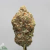 Close-up of a cannabis bud covered in frosty trichomes with orange pistils against a light gray background, featuring a partial Kush Buddy watermark in the lower-left corner.