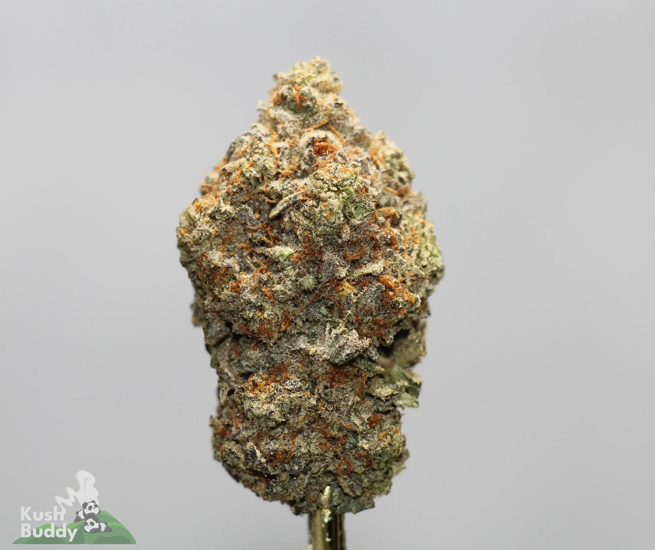 Close-up of a cannabis bud covered in frosty trichomes with orange pistils against a light gray background, featuring a partial Kush Buddy watermark in the lower-left corner.