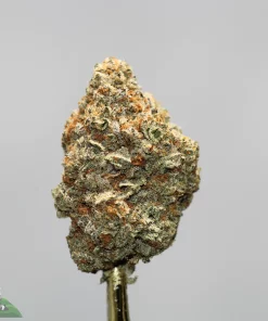 Close-up of a cannabis bud with dense trichomes and orange pistils on a neutral background.