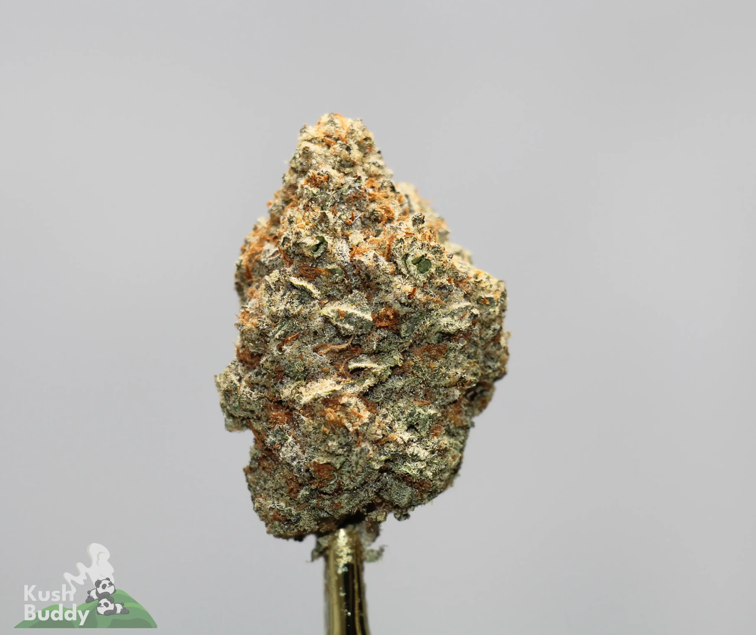 Close-up of a cannabis bud with dense trichomes and orange pistils on a neutral background.