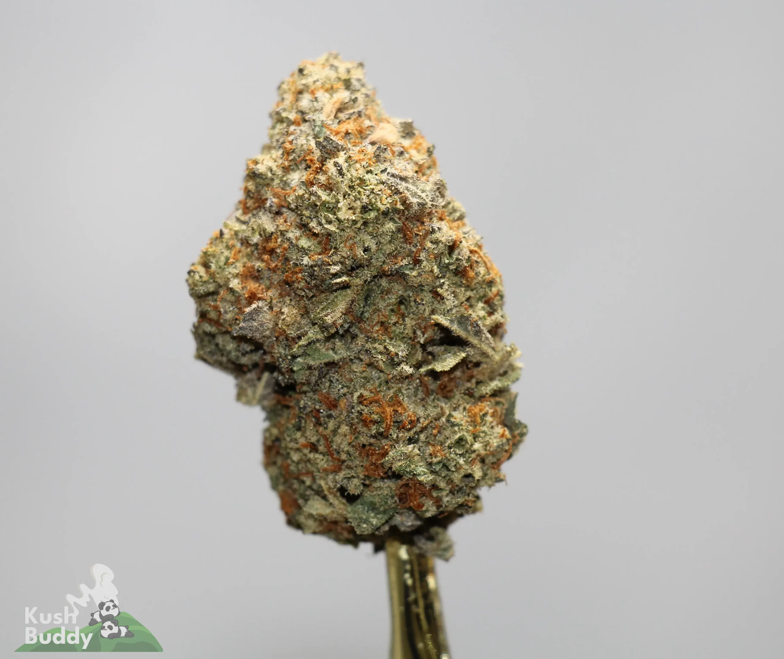 Close-up of a cannabis bud on a metal stick, showing frosty trichomes and orange pistils against a neutral background.