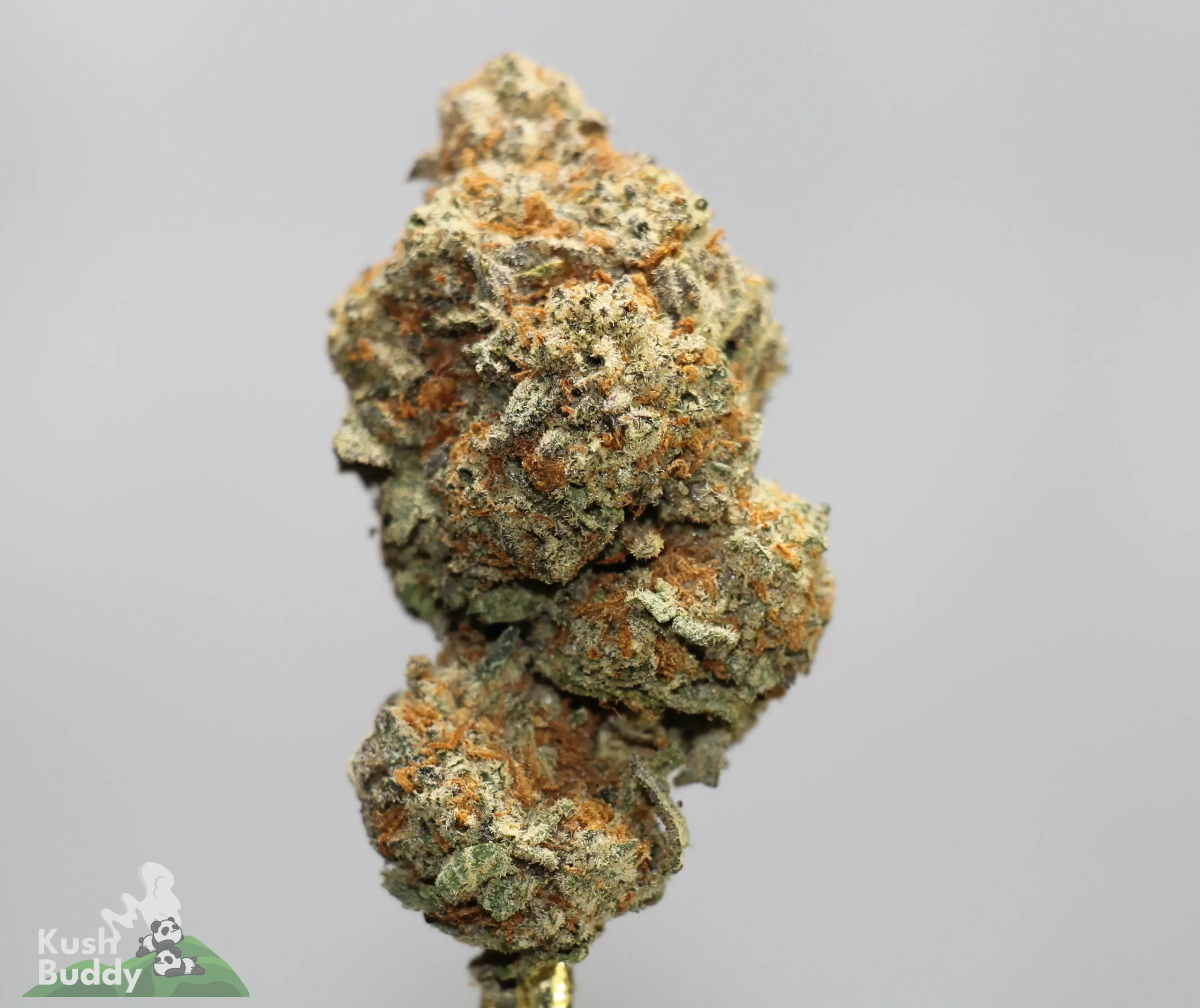 Close-up of a frosty cannabis bud with green, orange hairs and crystalline trichomes against a neutral background, macro shot suggesting texture and potency.