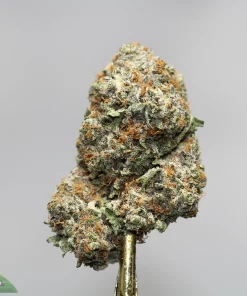 Close-up of a frosty cannabis bud with orange hairs, covered in white trichomes, against a light gray background.