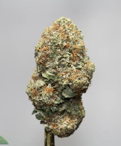 Close-up of a frosty cannabis bud on a stem, green with orange hairs, against a gray background; Kush Buddy logo in the corner.