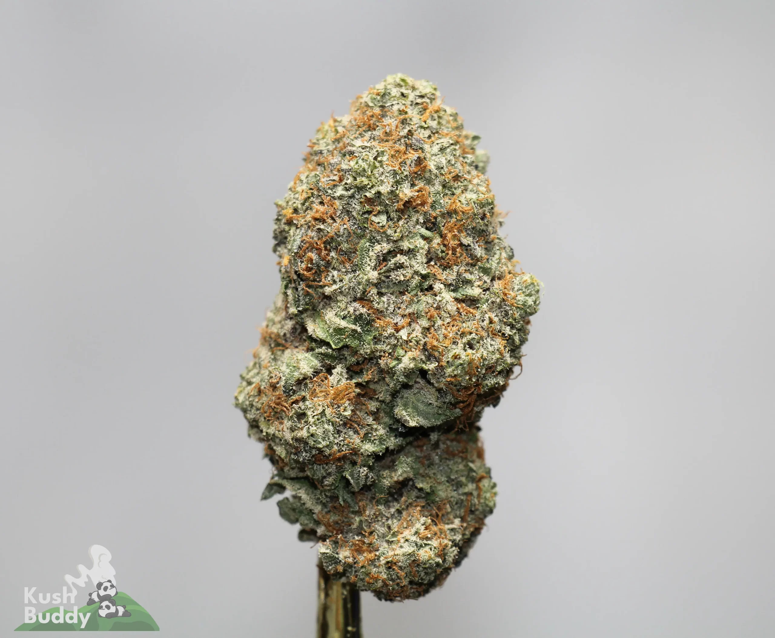 Close-up of a frosty cannabis bud on a stem, green with orange hairs, against a gray background; Kush Buddy logo in the corner.