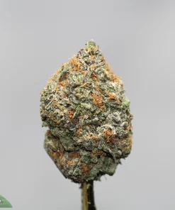 Close-up of a frosty cannabis bud with orange pistils and green, purple-tinged leaves against a gray background.