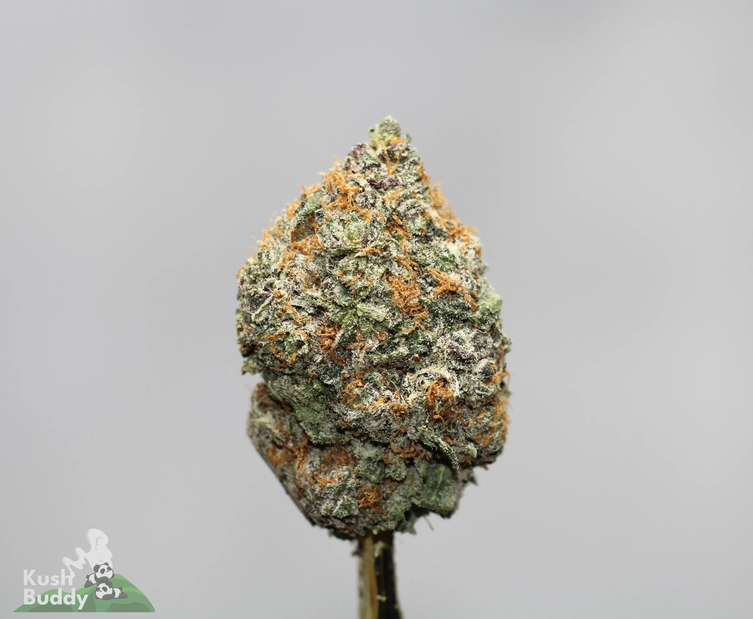 Close-up of a frosty cannabis bud with orange pistils and green, purple-tinged leaves against a gray background.