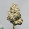 Close-up of a dense cannabis bud covered in frosty trichomes, with green and orange hues against a gray background.