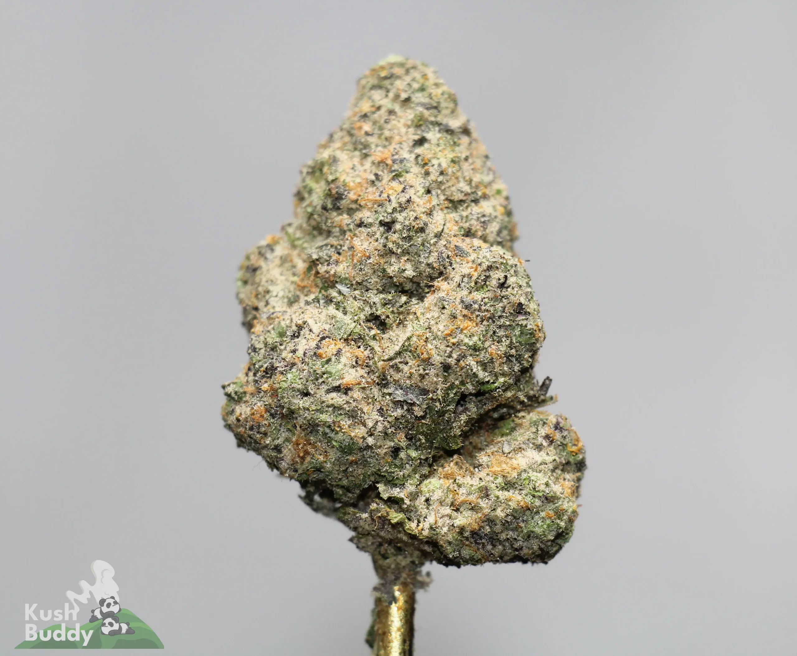 Close-up of a dense cannabis bud covered in frosty trichomes, with green and orange hues against a gray background.