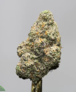 Close-up of a dense cannabis bud with frosty trichomes, green leaves and orange hairs against a gray background.