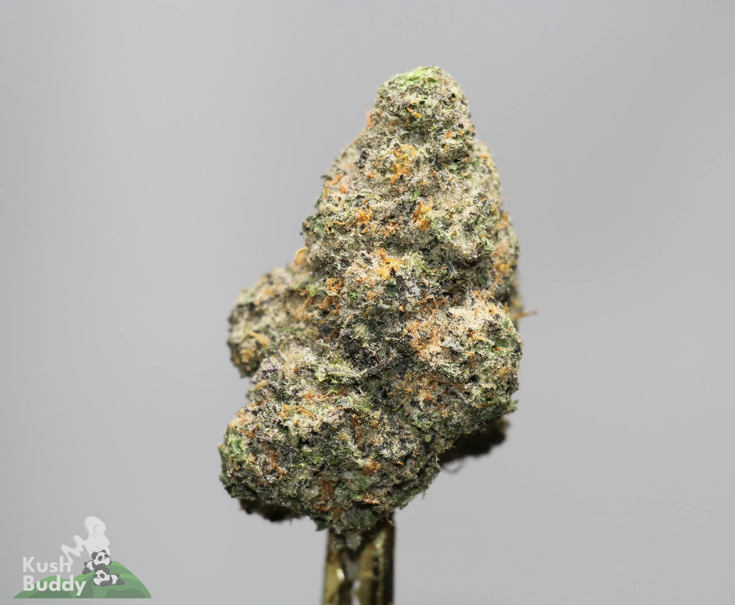 Close-up of a dense cannabis bud with frosty trichomes, green leaves and orange hairs against a gray background.