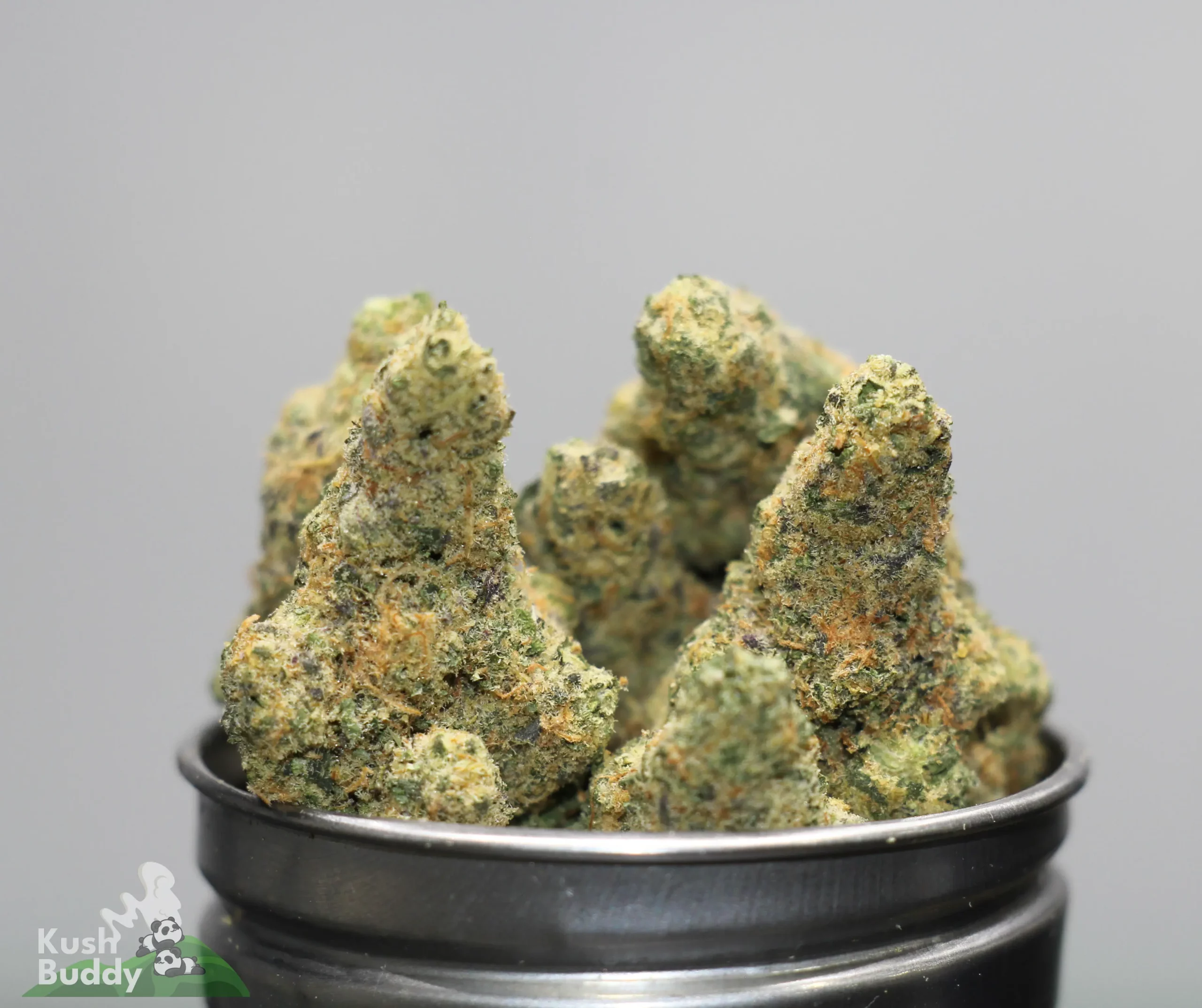 Close-up of frosty cannabis buds in a metal container with a Kush Buddy watermark in the corner.