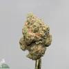 Close-up of a frosty cannabis bud with orange pistils and green resin against a gray background.