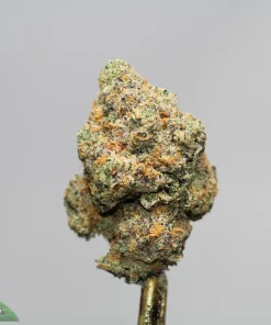 Close-up of a frosty cannabis bud with orange pistils and green resin against a gray background.