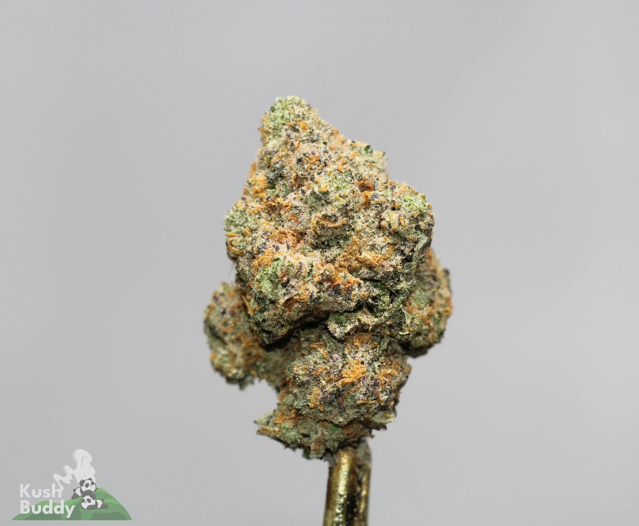 Close-up of a frosty cannabis bud with orange pistils and green resin against a gray background.