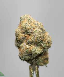 Close-up of a frosty cannabis bud with orange hairs and dense trichomes.