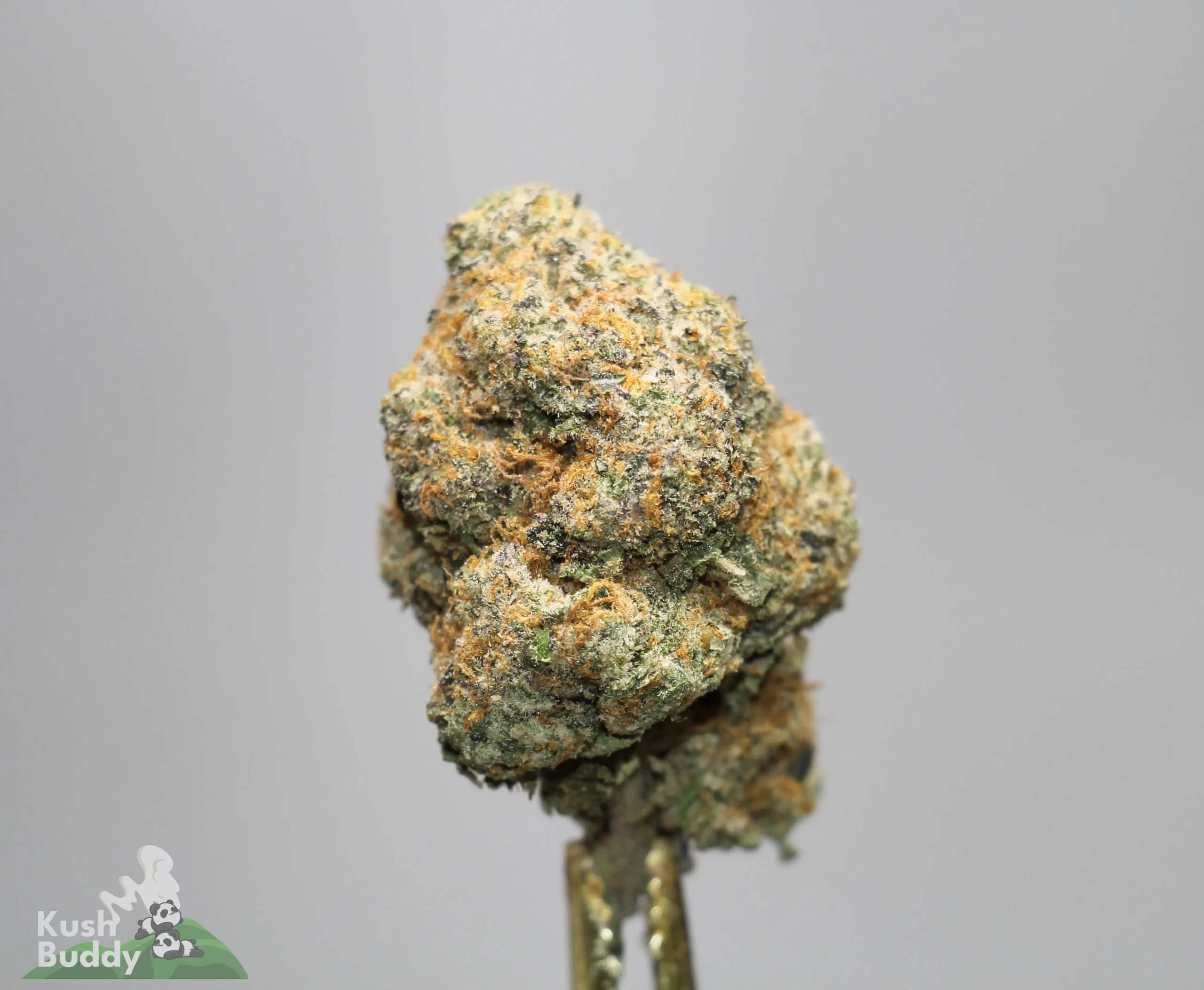 Close-up of a frosty cannabis bud with orange hairs and dense trichomes.