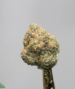 Close-up of a cannabis bud on a stem against a gray background, showing green, orange hairs and frosty trichomes.