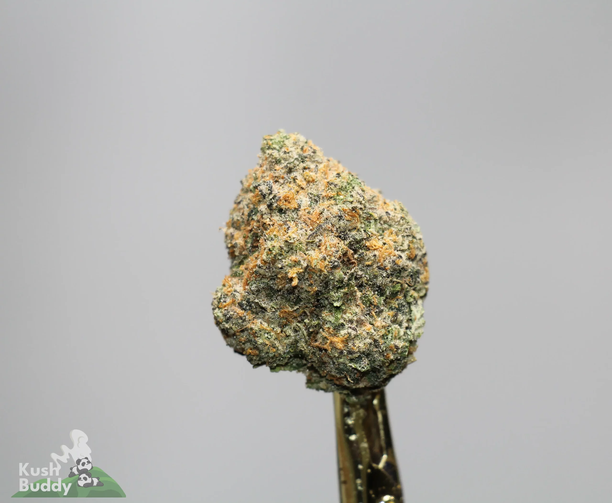 Close-up of a cannabis bud on a stem against a gray background, showing green, orange hairs and frosty trichomes.
