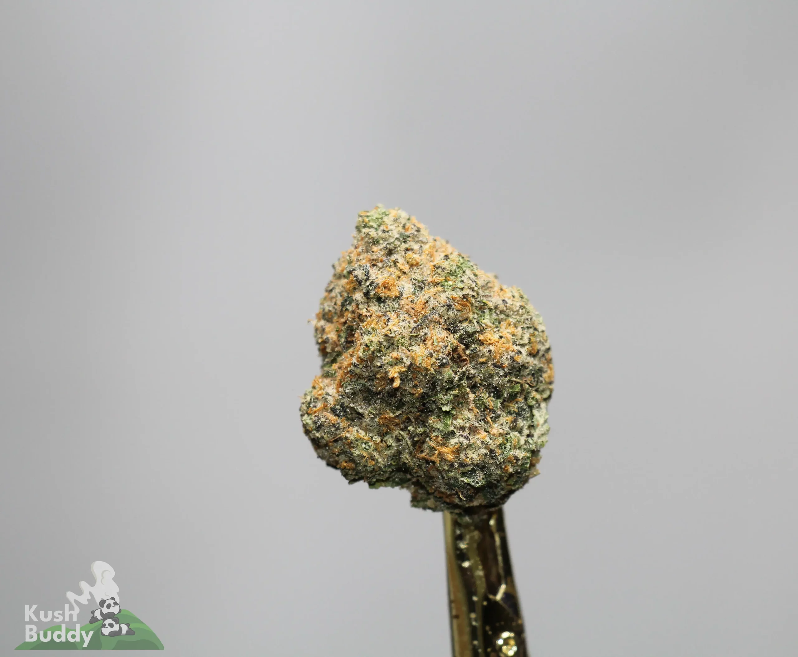 Close-up of a cannabis bud with frosty crystals, mounted on a dark stem against a gray background.