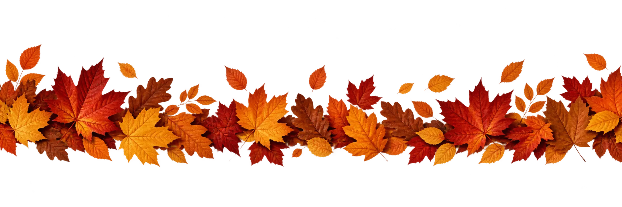 Autumn maple leaves divider