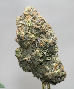 Close-up of a frosty cannabis bud with dense trichomes and orange pistils against a neutral background.